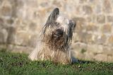 SKYE TERRIER 030